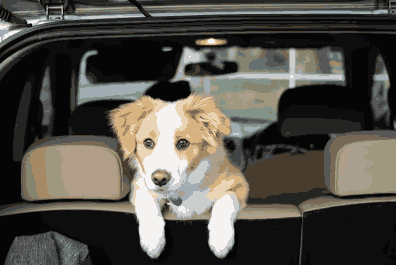 Managing Pet Anxiety on the Road