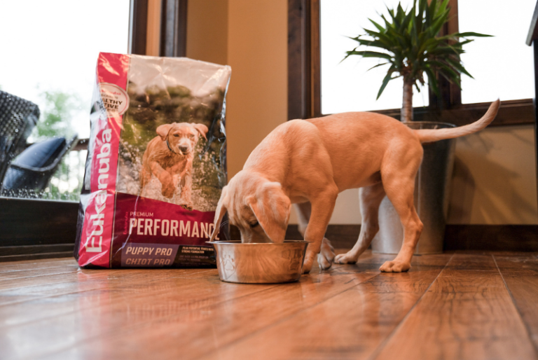 Eukanuba a Good Dog Food?