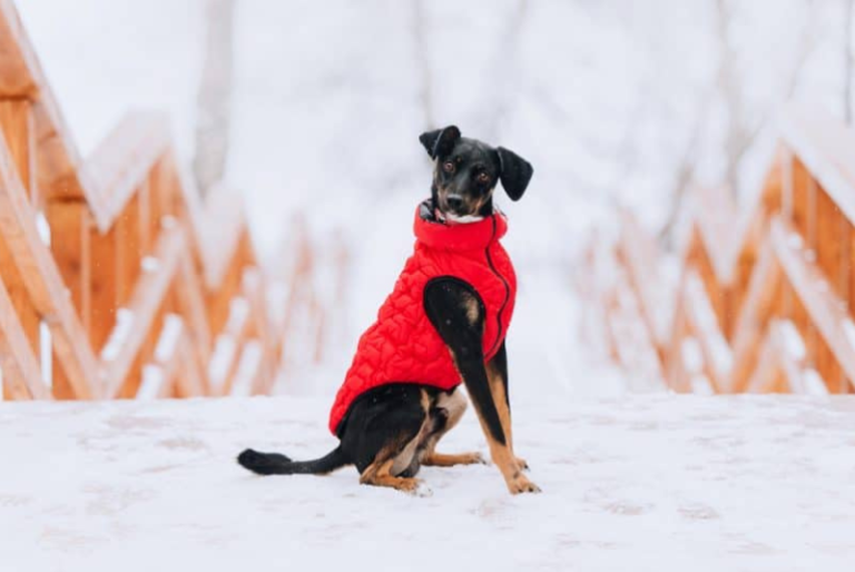 Keeping Canines Cozy: Do Dogs Need Clothes in Winter?