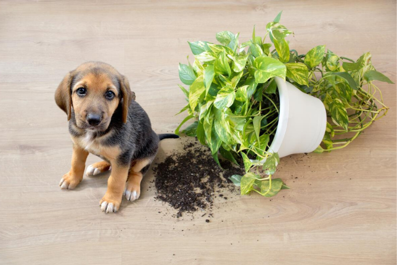 Can Dog Grass Kits Save Your Houseplants from Your Dog? Full Discussion