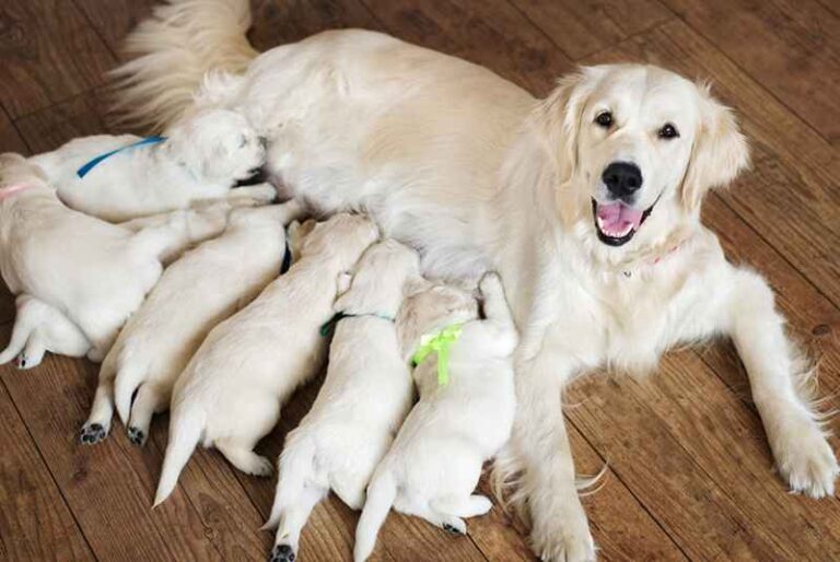 Breeding Rearing Puppies?