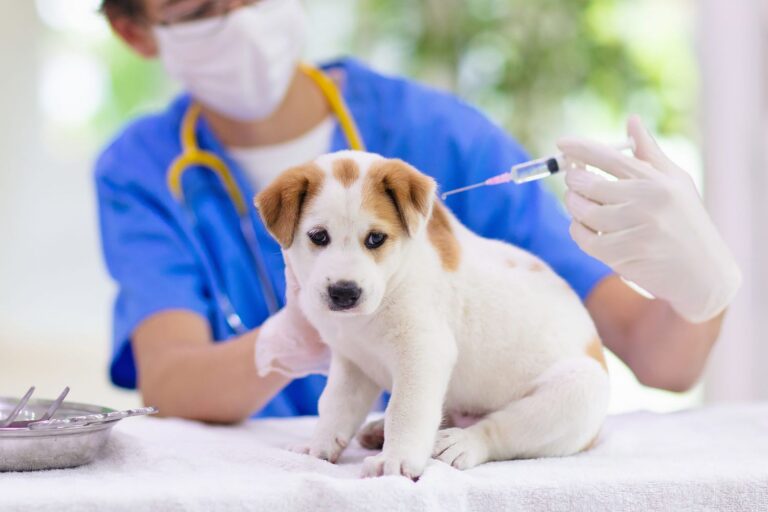 Understanding Rabies Vaccination Schedule for Dogs