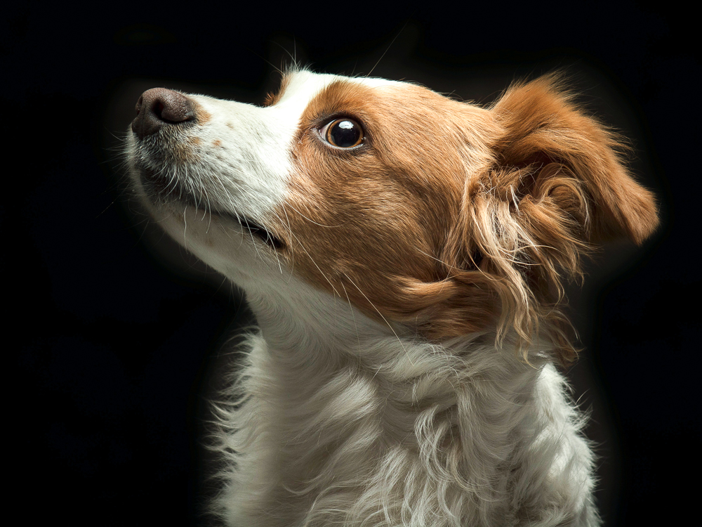 Understanding Lockjaw in Canines