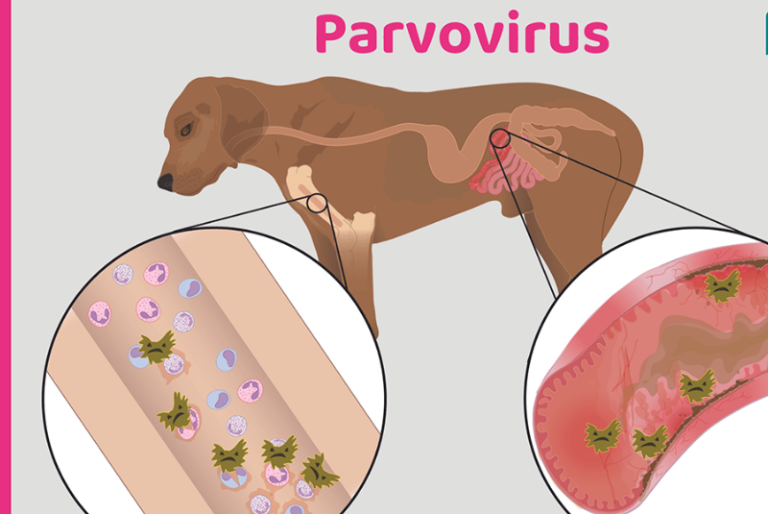 Puppy Socialization and Parvovirus Protection? Also, Discuss its importance.