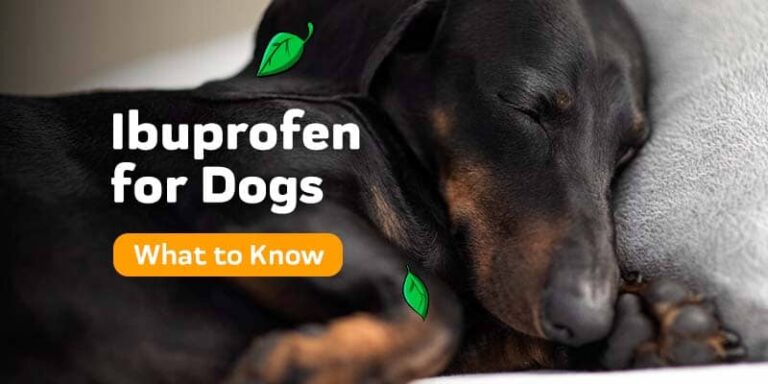 The Use of Ibuprofen in Dogs