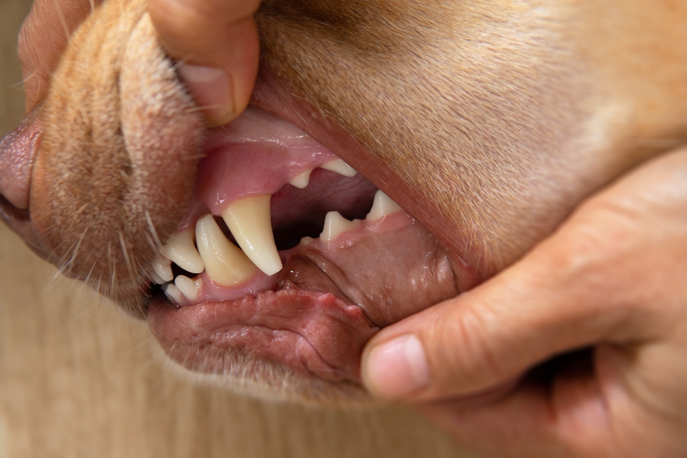 Causes of Tooth Fractures in Dogs